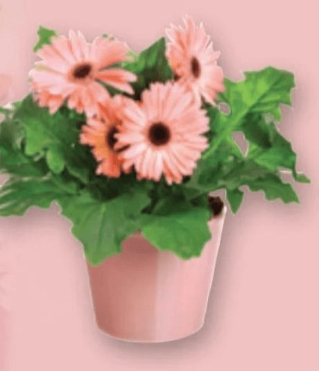 Gerbera - Akcija v trgovini Spar