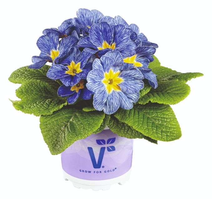 Primula 'Nautilus Blue Vein' Ø 11 cm - Akcija v trgovini Bauhaus