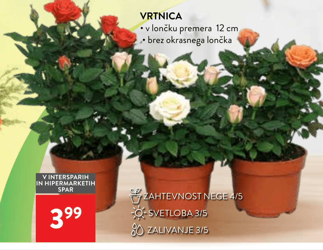 Vrtnica - Akcija v trgovini Spar