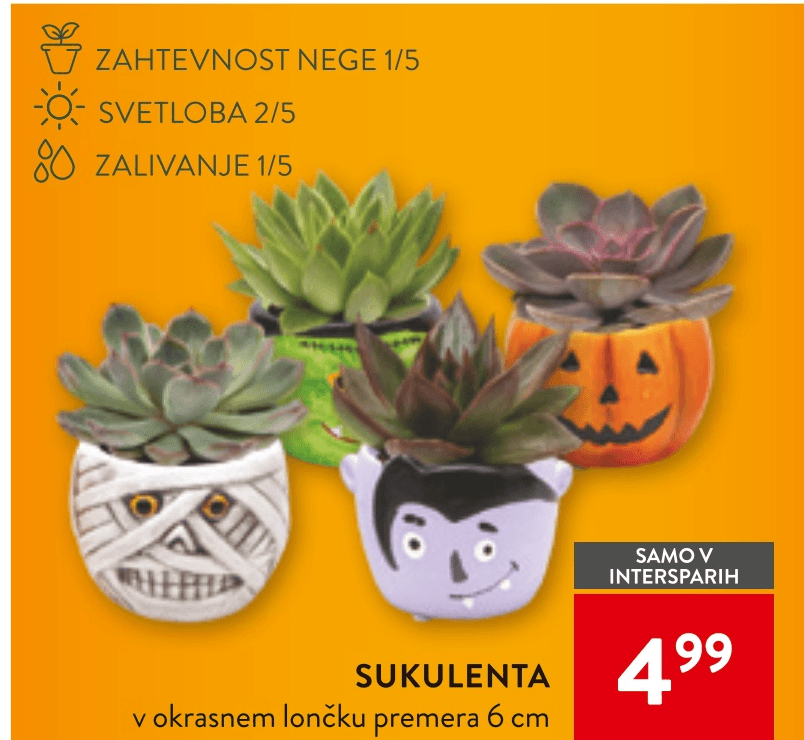 Sukulenta - Akcija v trgovini Spar