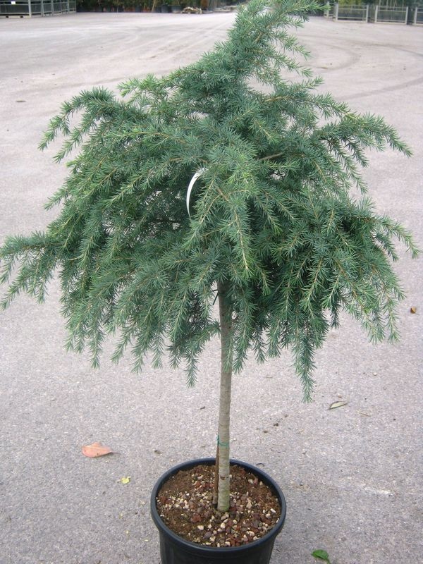 Cedra na deblu Lonček: Ø 21 cm. - Akcija v trgovini Merkur