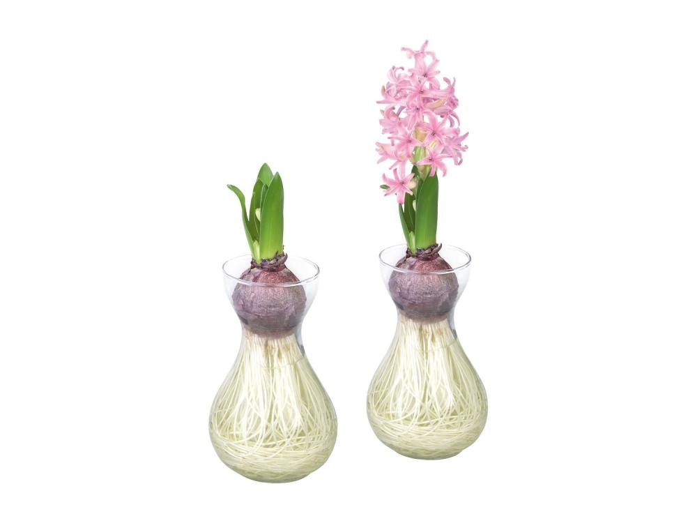 Čebulice hijacint - Akcija v trgovini Lidl