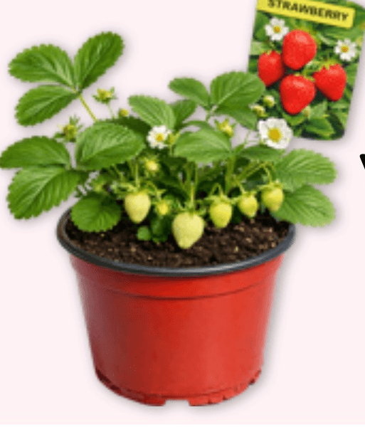 Sadike jagod STRAWBERRY - Akcija v trgovini Spar