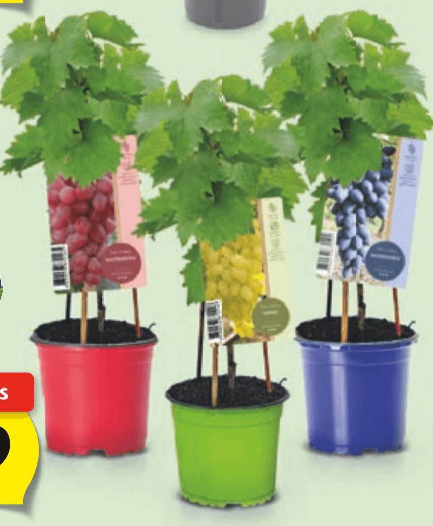 Slovenska sadika namiznega grozdja - Akcija v trgovini Hofer