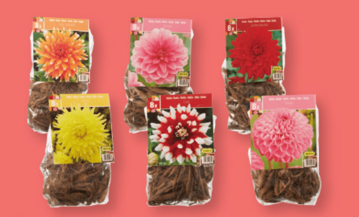 Gomolji dalije 8 gomoljev - Akcija v trgovini Lidl