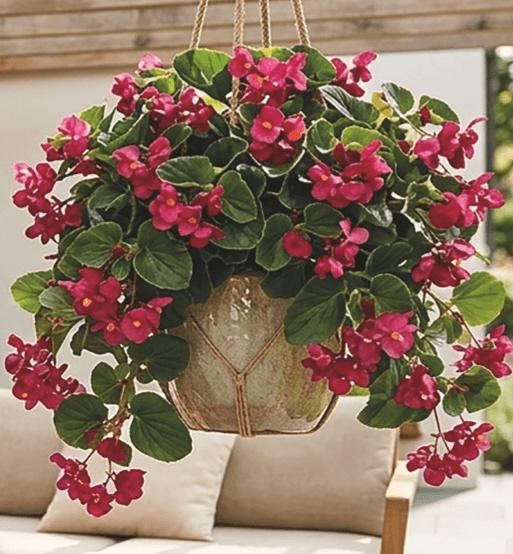 Begonija Bonfire in Dragon Wing - Akcija v trgovini Merkur