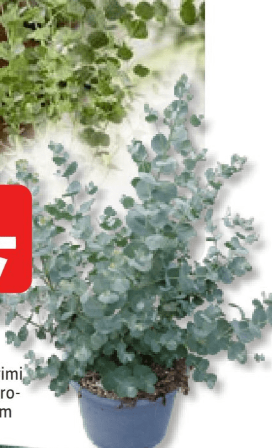 Eucalyptus gunnii - Akcija v trgovini Bauhaus