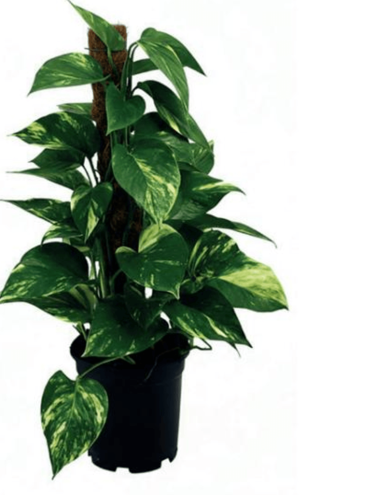 Potos - Akcija v trgovini Merkur