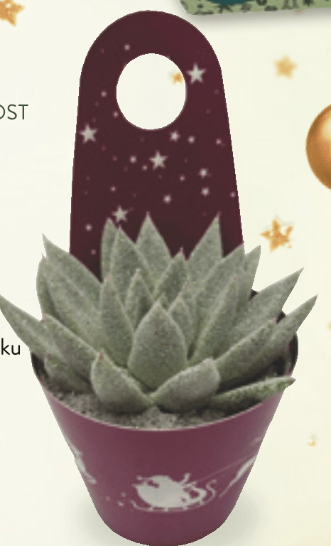 Sukulenta - Akcija v trgovini Spar