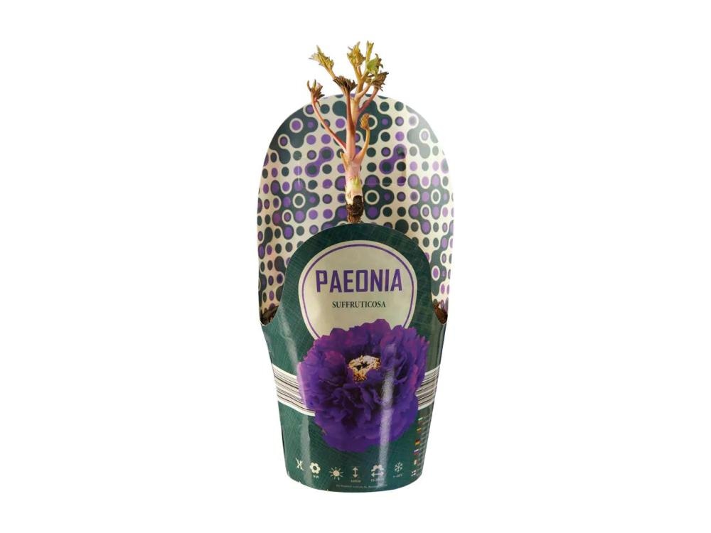 Grmasta potonika - Akcija u trgovini Lidl