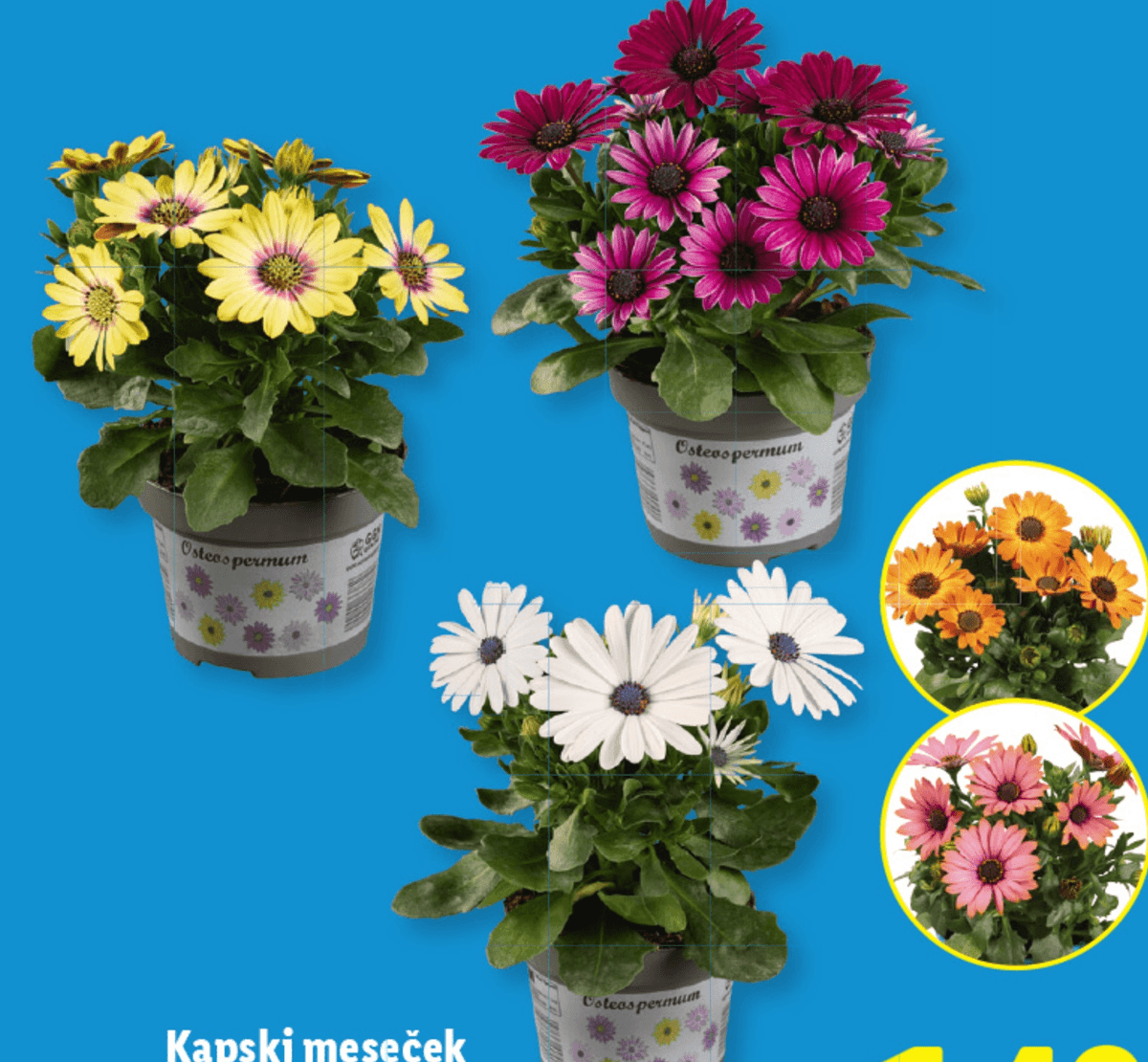 Kapski meseček - Akcija v trgovini Lidl