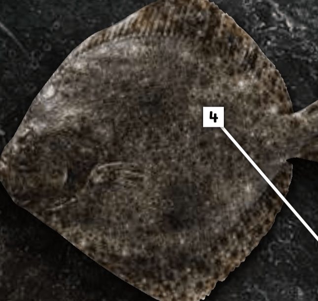 ROMB - Akcija v trgovini E.Leclerc