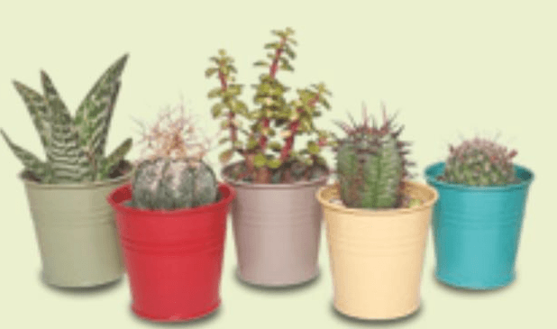 Sukulenta - Akcija v trgovini Spar