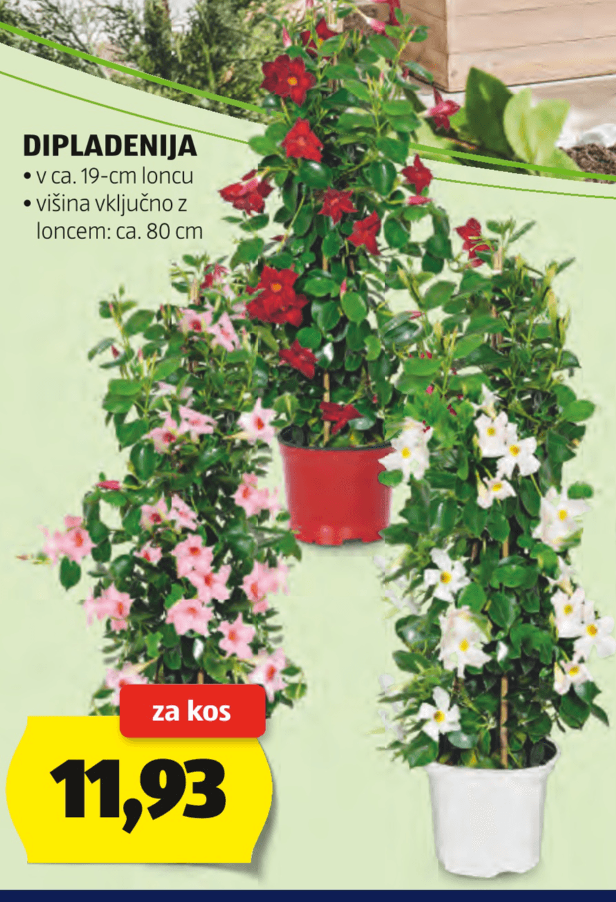 Dipladenija - Akcija v trgovini Hofer