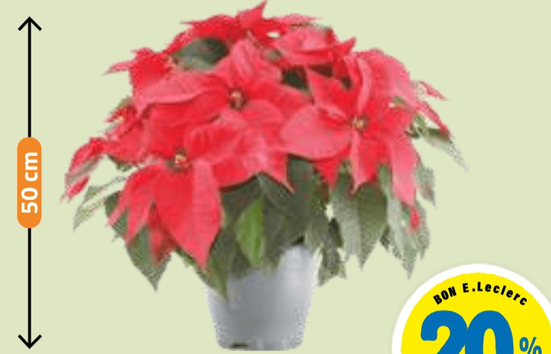 Božična zvezda velikanka - Akcija v trgovini E.Leclerc