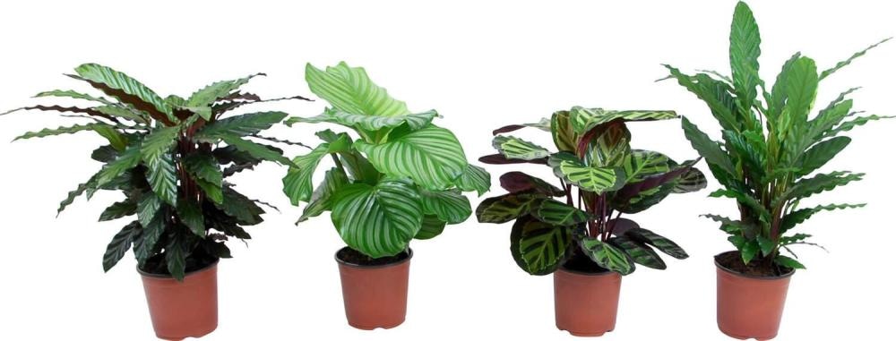 Kalateja - Akcija v trgovini Lidl