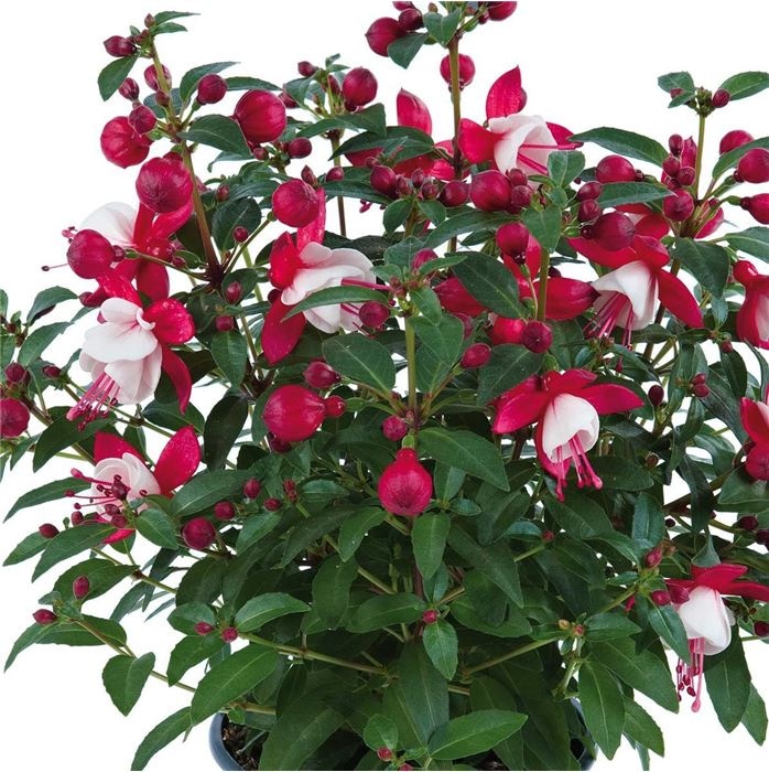 Sadika Fuchsia Ø 17 cm, 80 cm - Akcija v trgovini Pevex