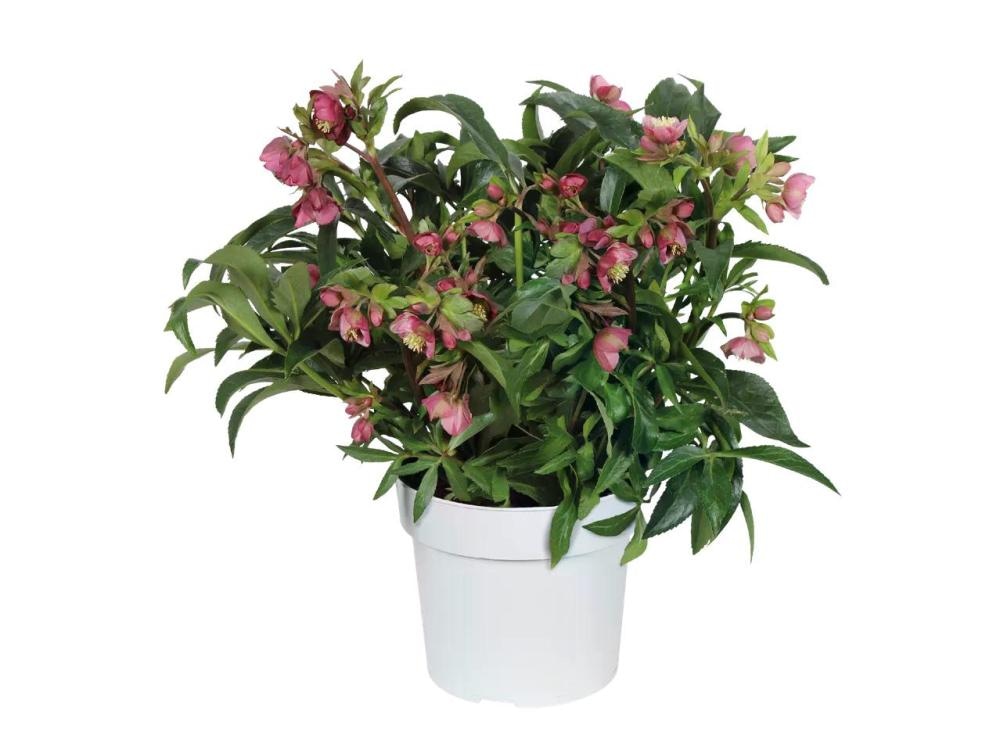 Teloh XL Ø pribl. 19 cm, višina: pribl. 30 do 46 cm - Akcija v trgovini Lidl