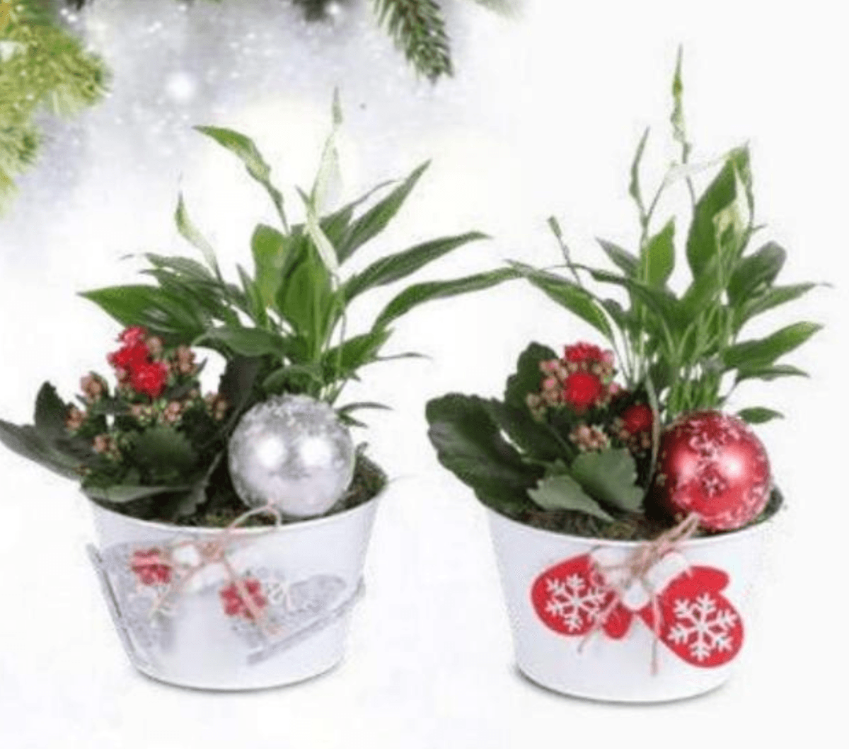 Božični aranžma - Akcija v trgovini Eurospin