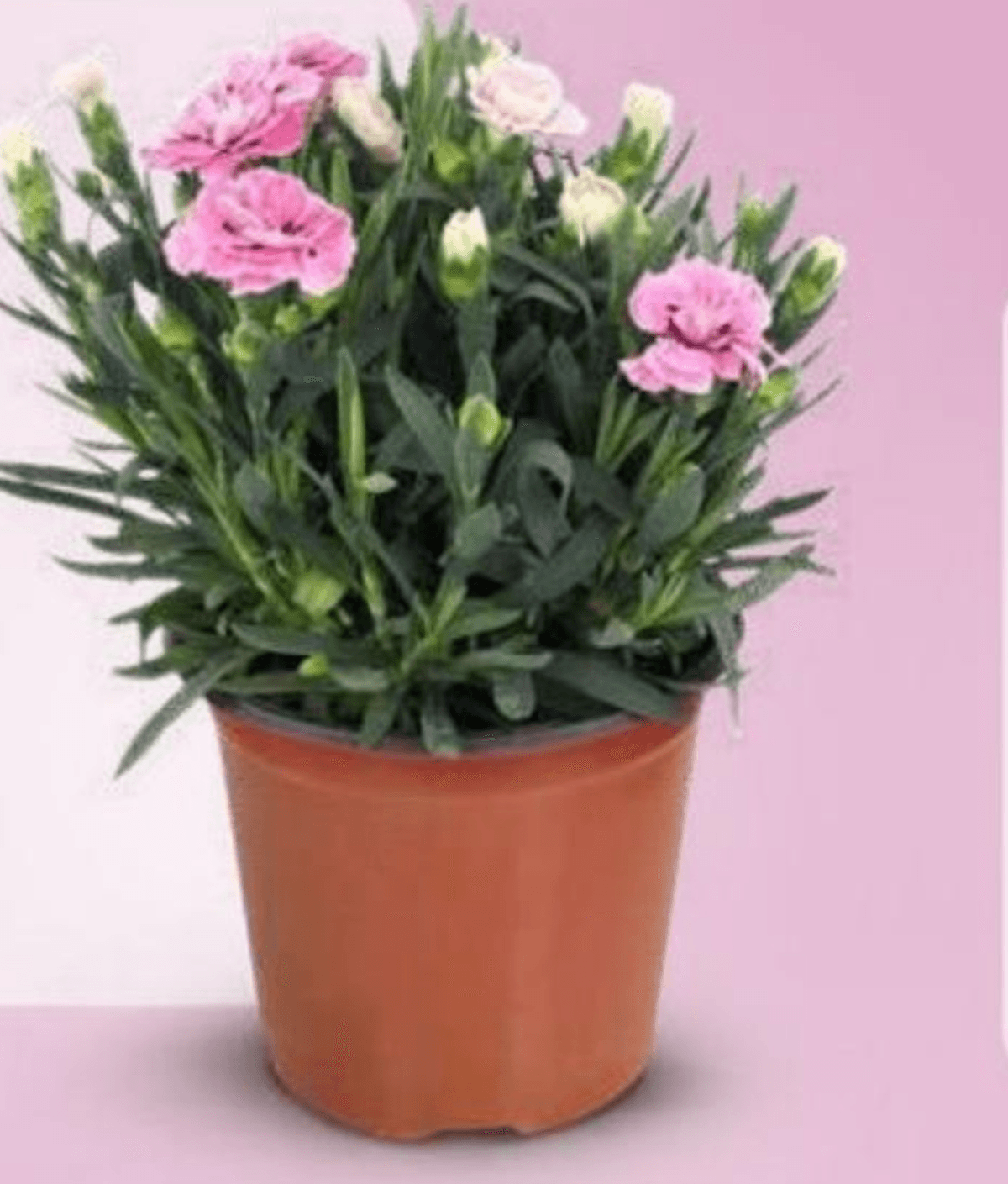 Nagelj Ø 14 cm - Akcija v trgovini Eurospin