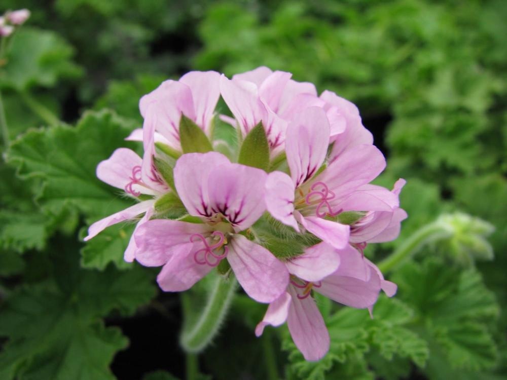 Pelargonija Dišeča 'Grandeur Odorata' v lončku Ø 12 cm - Akcija v trgovini Bauhaus