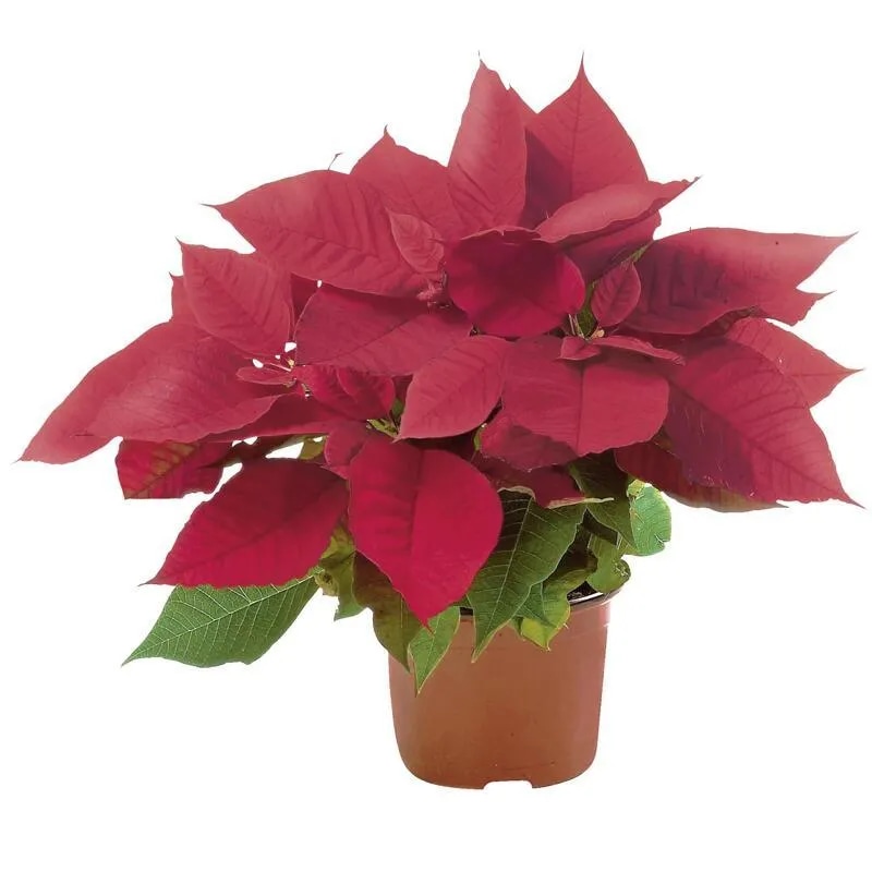 Božična zvezda (lat. Euphorbia pulcherrima) - Akcija v trgovini Bauhaus