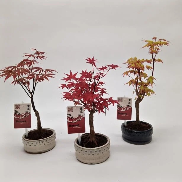 Japonski bonsai Lonček: Ø 12 cm. - Akcija v trgovini Merkur