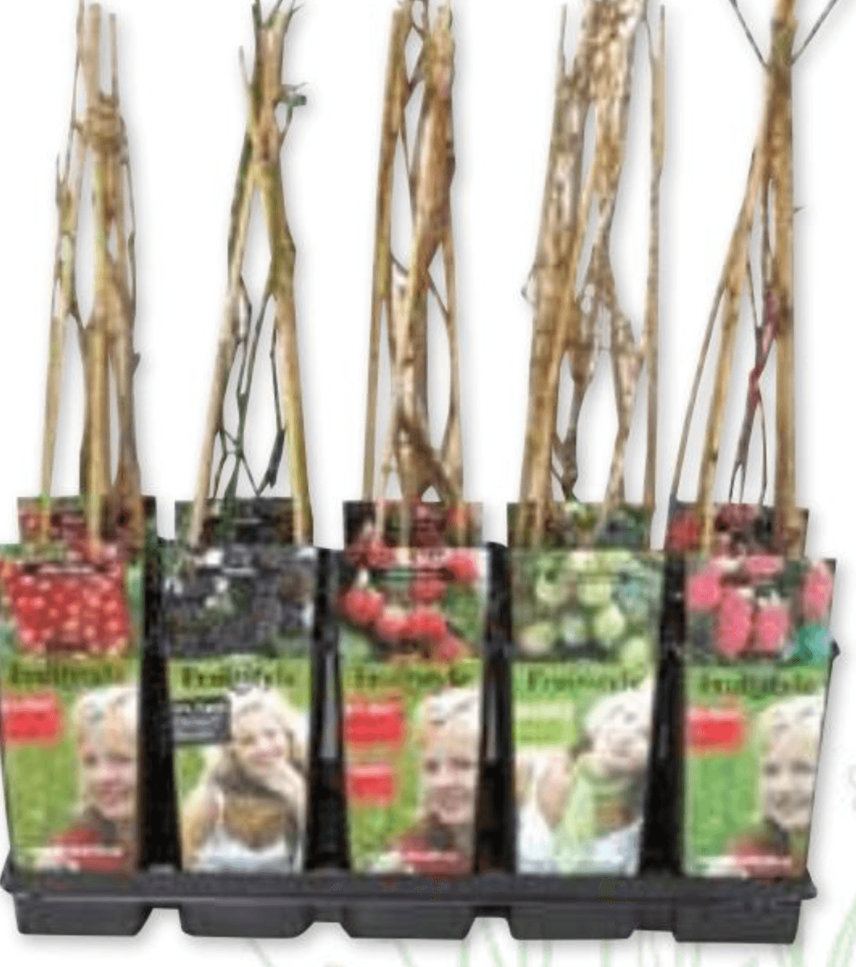 Jagodičevje - Akcija v trgovini E.Leclerc