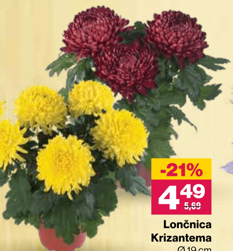 Lončnica Krizantema Ø19 cm - Akcija v trgovini Mercator