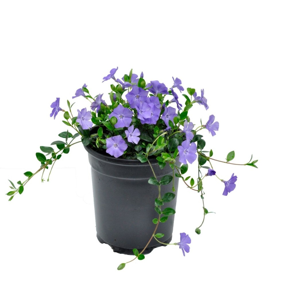 Vinka (lat. Vinca minor) v lončku Ø 9 cm - Akcija v trgovini Bauhaus