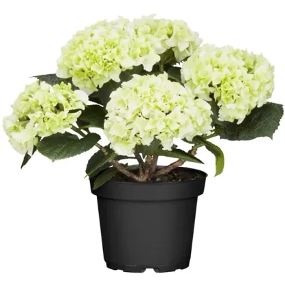 Domača hortenzija pribl. 5 l, pribl. 40-50 cm - Akcija v trgovini Obi