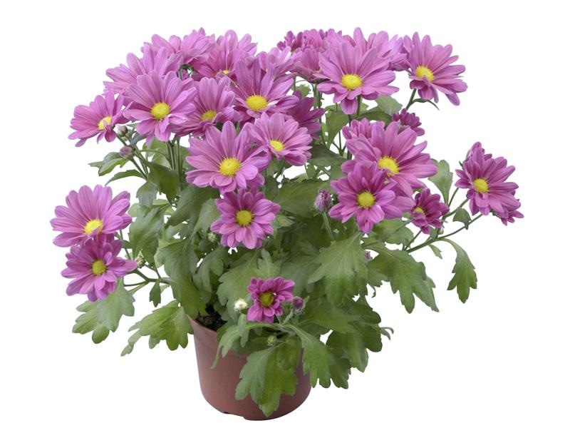 Velikocvetna krizantema - Akcija v trgovini Lidl