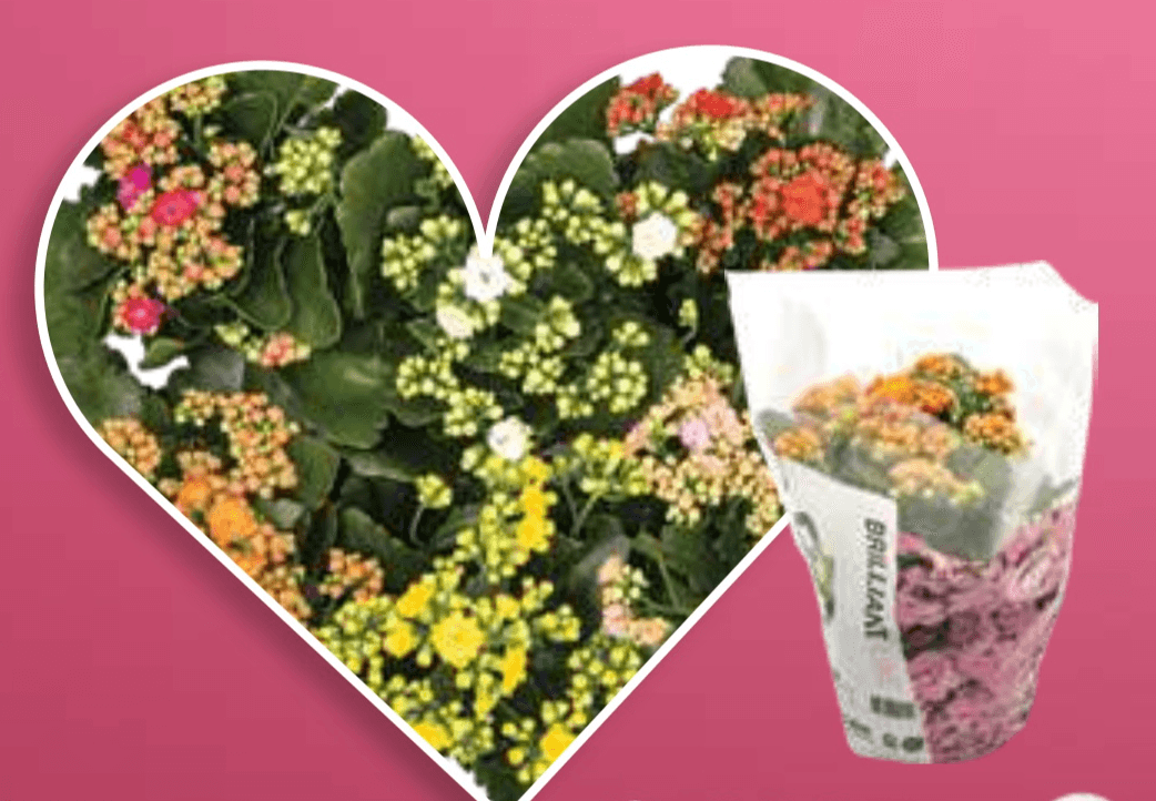 Kalanhoja - Akcija v trgovini E.Leclerc