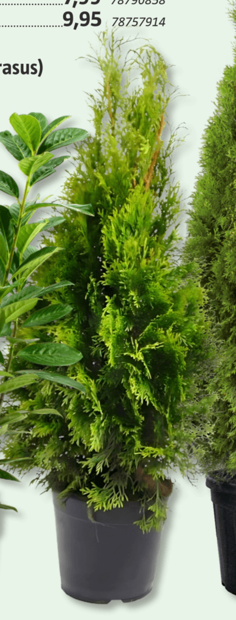 Cipresa 'Smaragd' (lat. Thuja occidentalis) v 100-120 cm - Akcija v trgovini Bauhaus