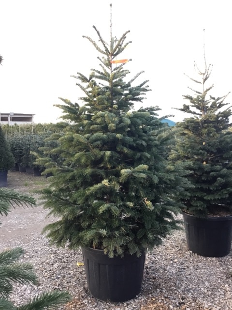 Rezana kavkaška jelka Joy Abies Nordmanniana 120-150 cm - Akcija v trgovini Merkur