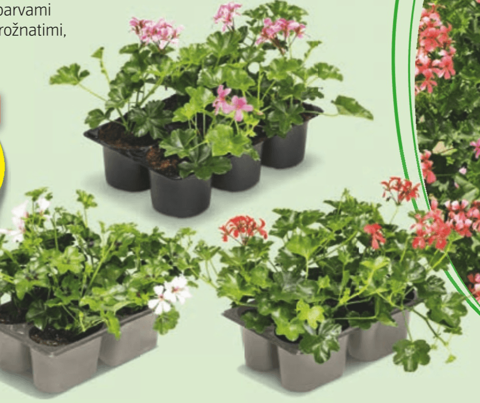 Pelargonije 6 sadik na pladnju - Akcija v trgovini Hofer