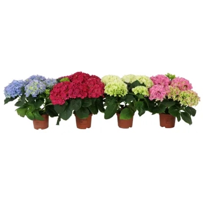Vrtna hortenzija Ø pribl. 19 cm, višina: pribl. 40 do 50 cm - Akcija v trgovini Lidl