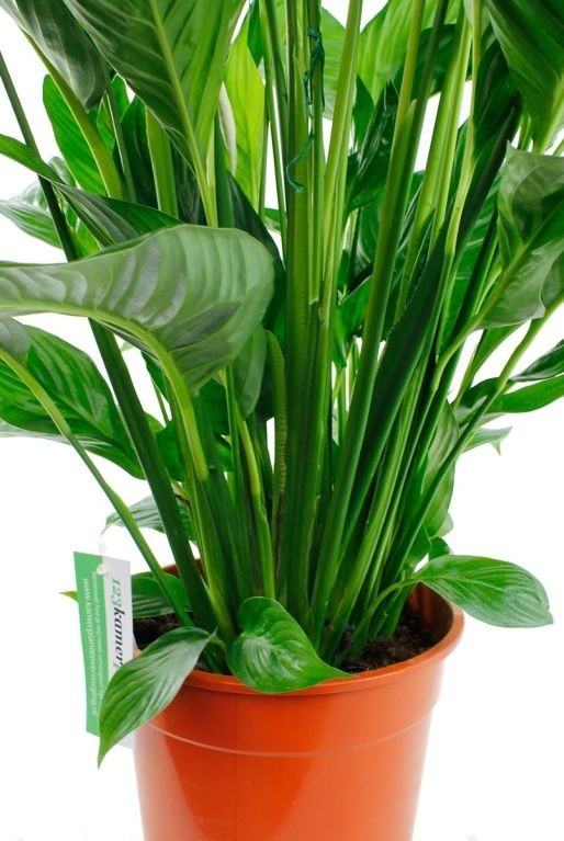 Spathiphyllum "Sweet Lauretta" Ø 24, višina 110+cm Akcija v trgovini Obi