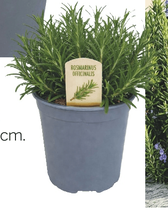 Rožmarin Ø 19 cm - Akcija v trgovini Merkur