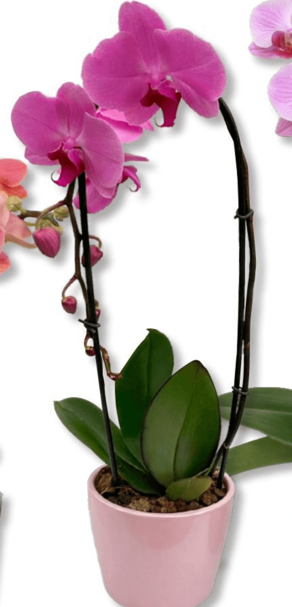 Cascade - Akcija v trgovini Bauhaus