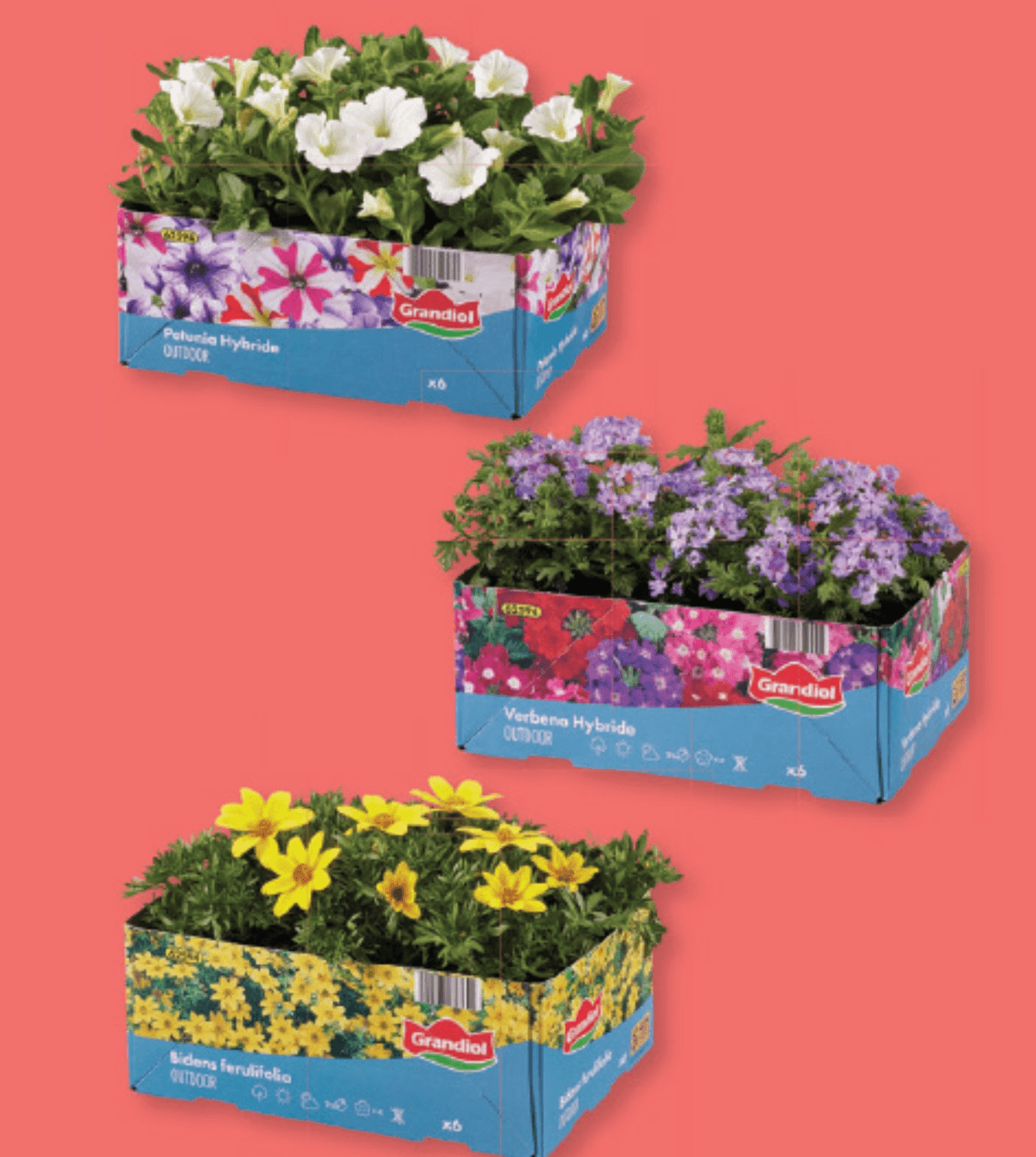Balkonska rastlina 6 kosov v kompl. Grandiol - Akcija v trgovini Lidl