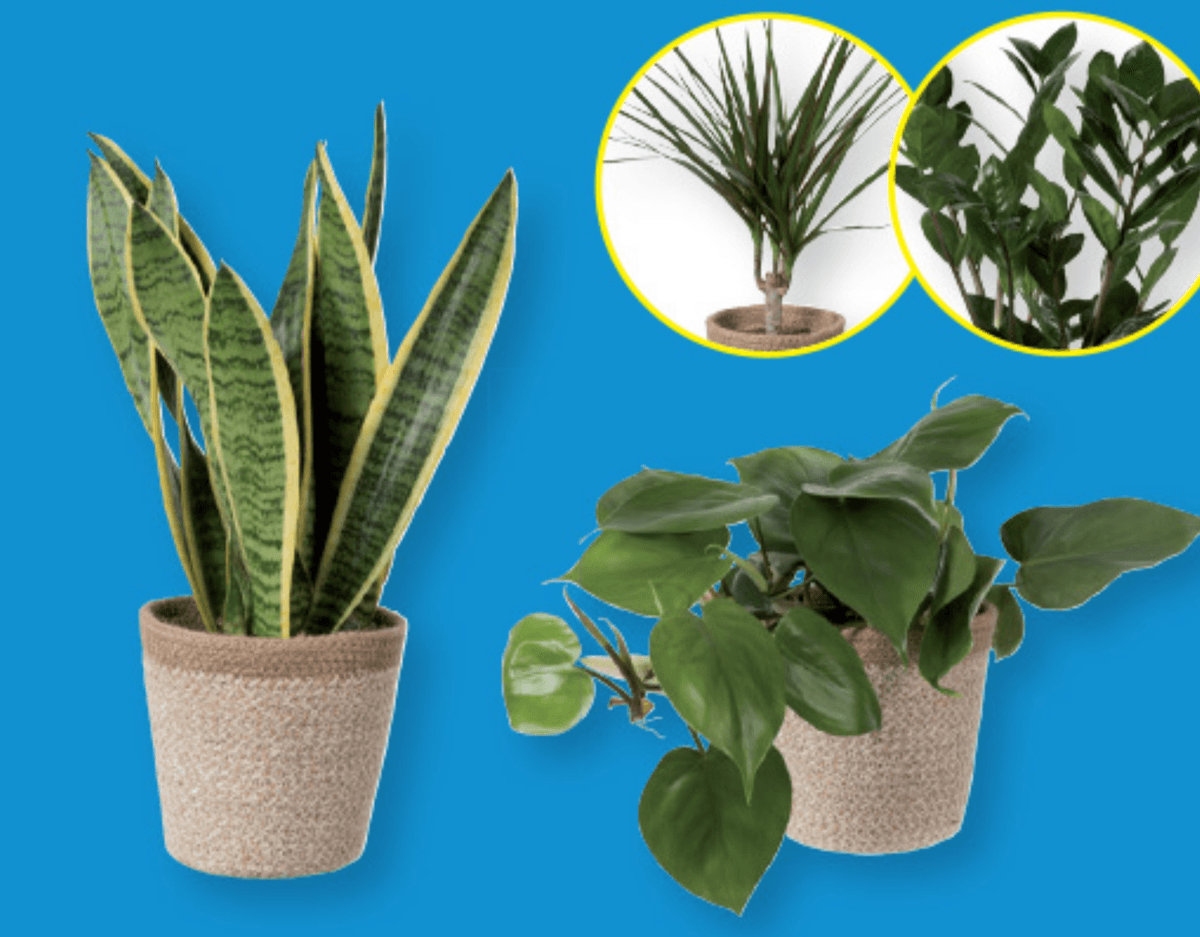 Zelena lončnica - Akcija v trgovini Lidl