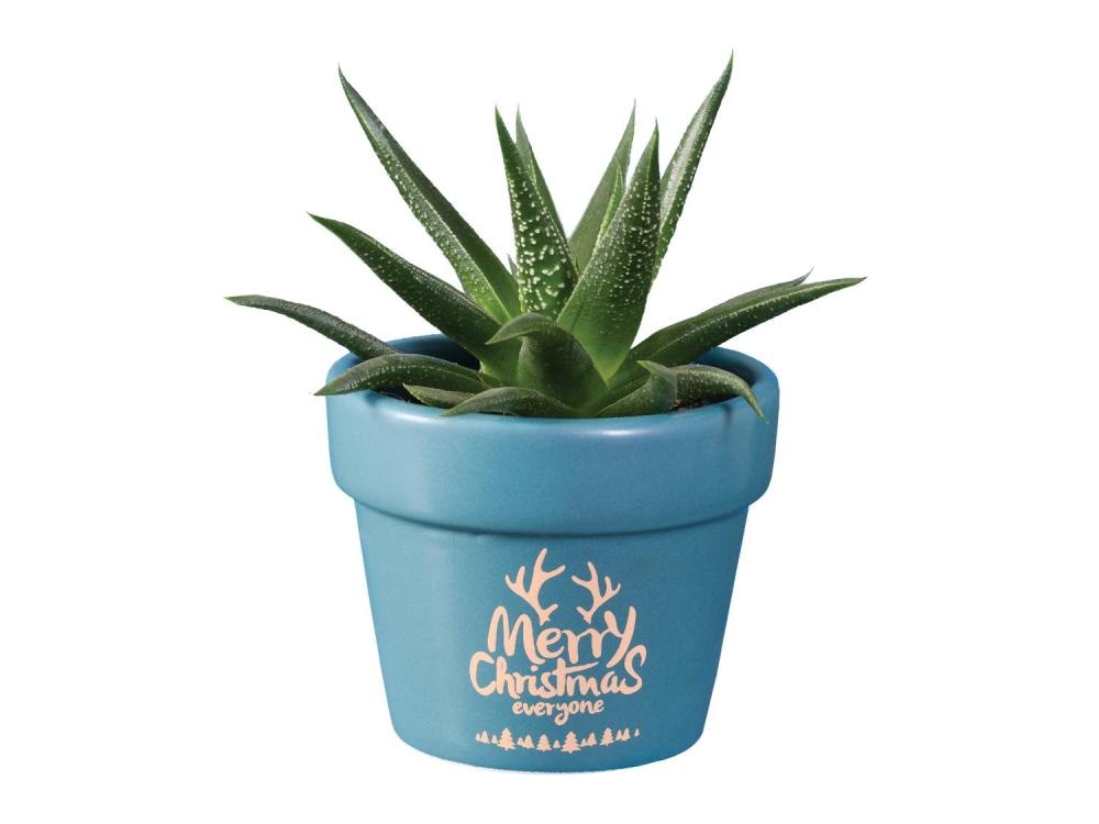 Havortija - Akcija v trgovini Lidl