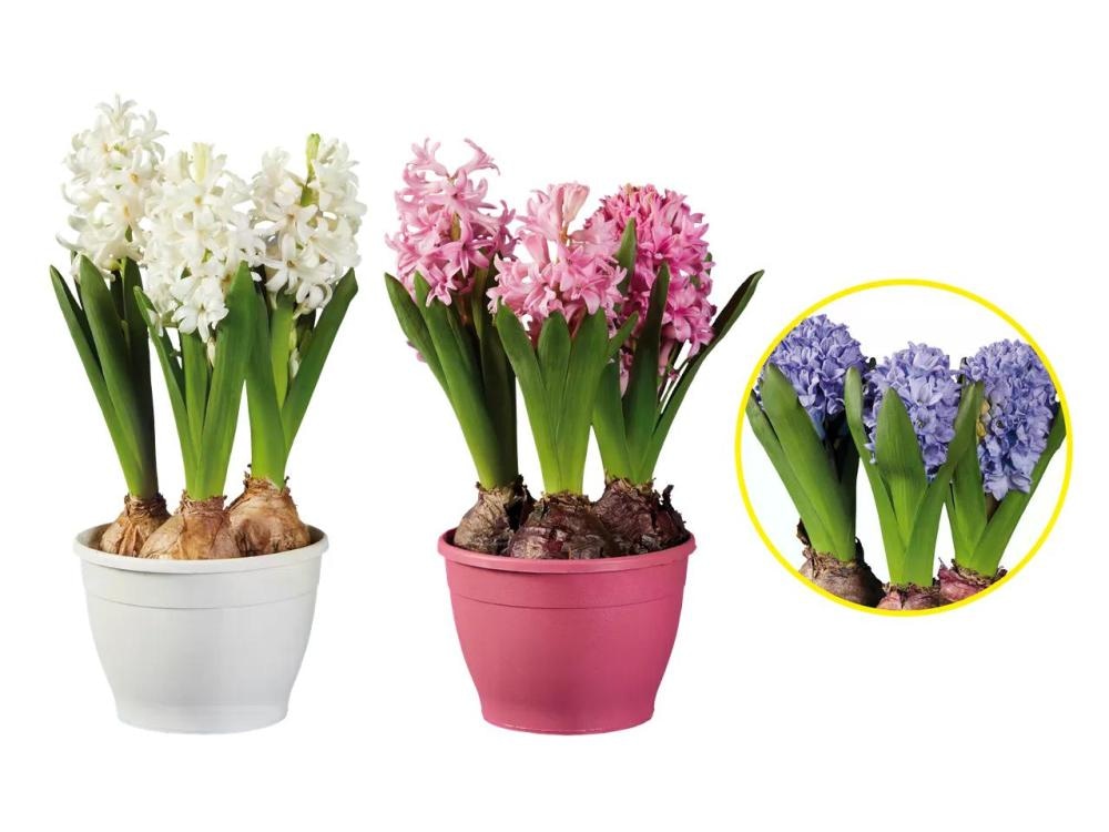 HIJACINTA - Akcija v trgovini Obi