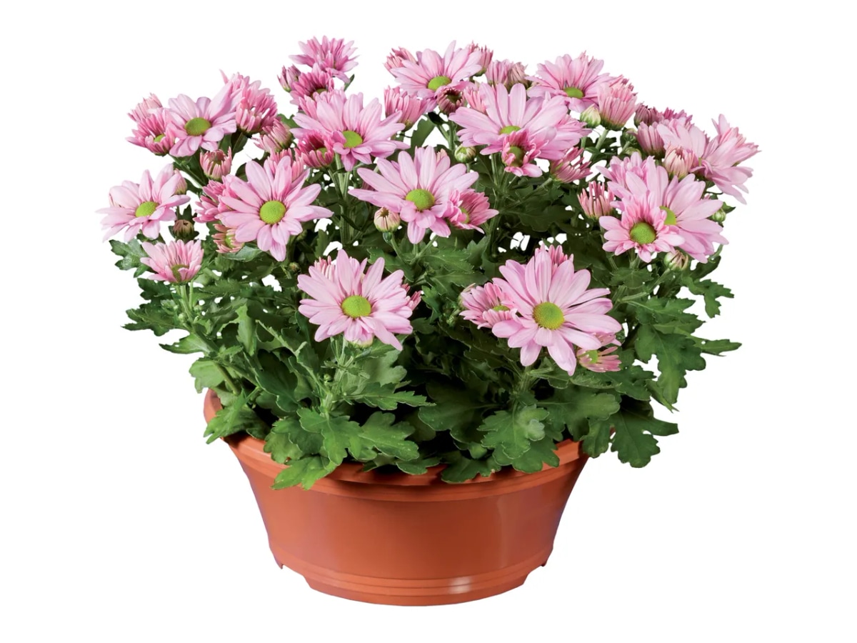 KRIZANTEMA - Akcija v trgovini E.Leclerc