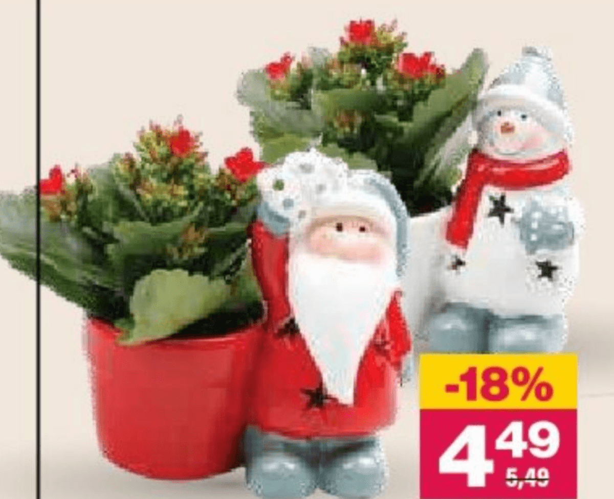 Lončnica kalanhoe - Akcija v trgovini Mercator