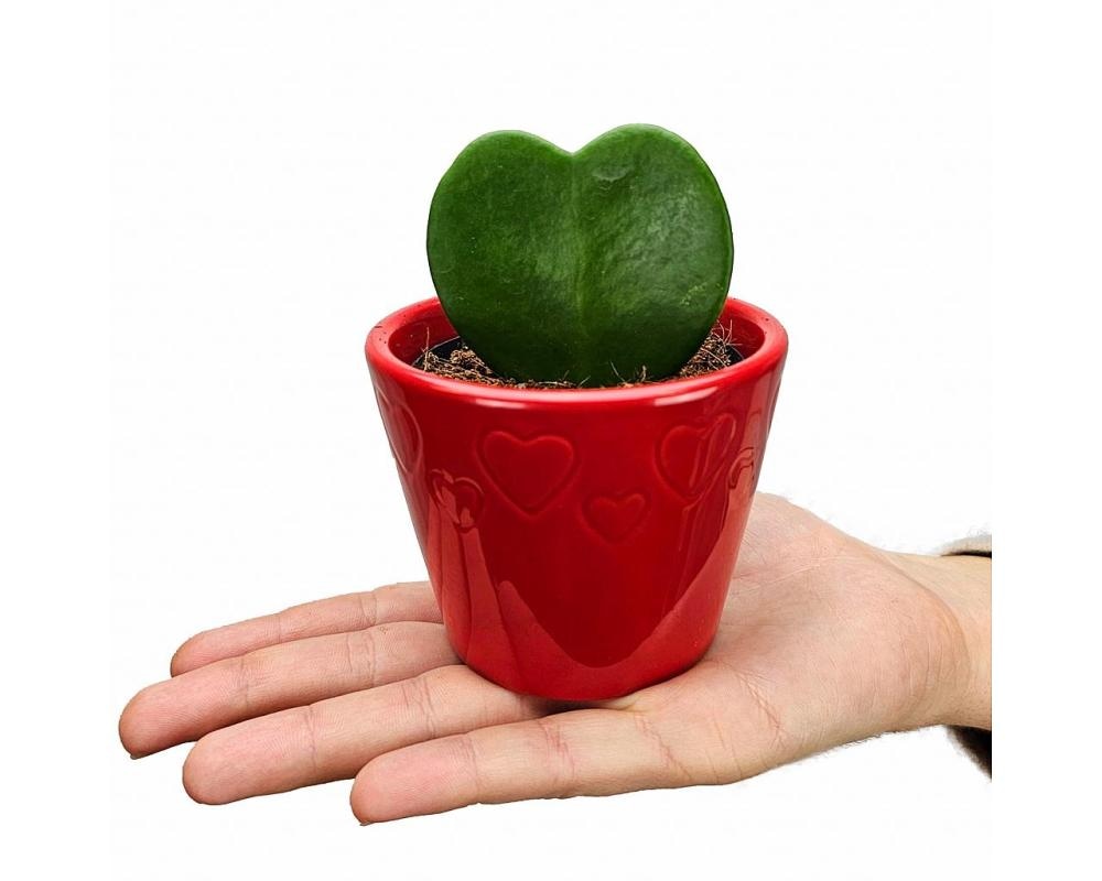 Hoya Kerrii - Akcija v trgovini Bauhaus