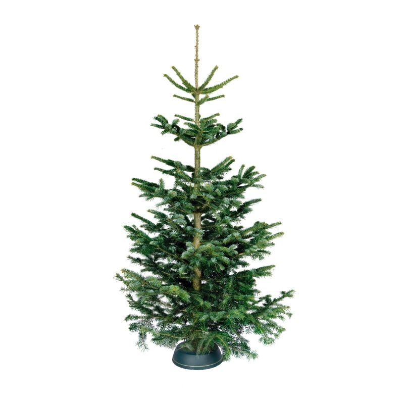 Nordijska jelka 'Gelb Classic' v 150-210 cm - Akcija v trgovini Bauhaus