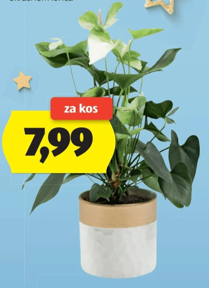 Flamingovec - Akcija v trgovini Hofer