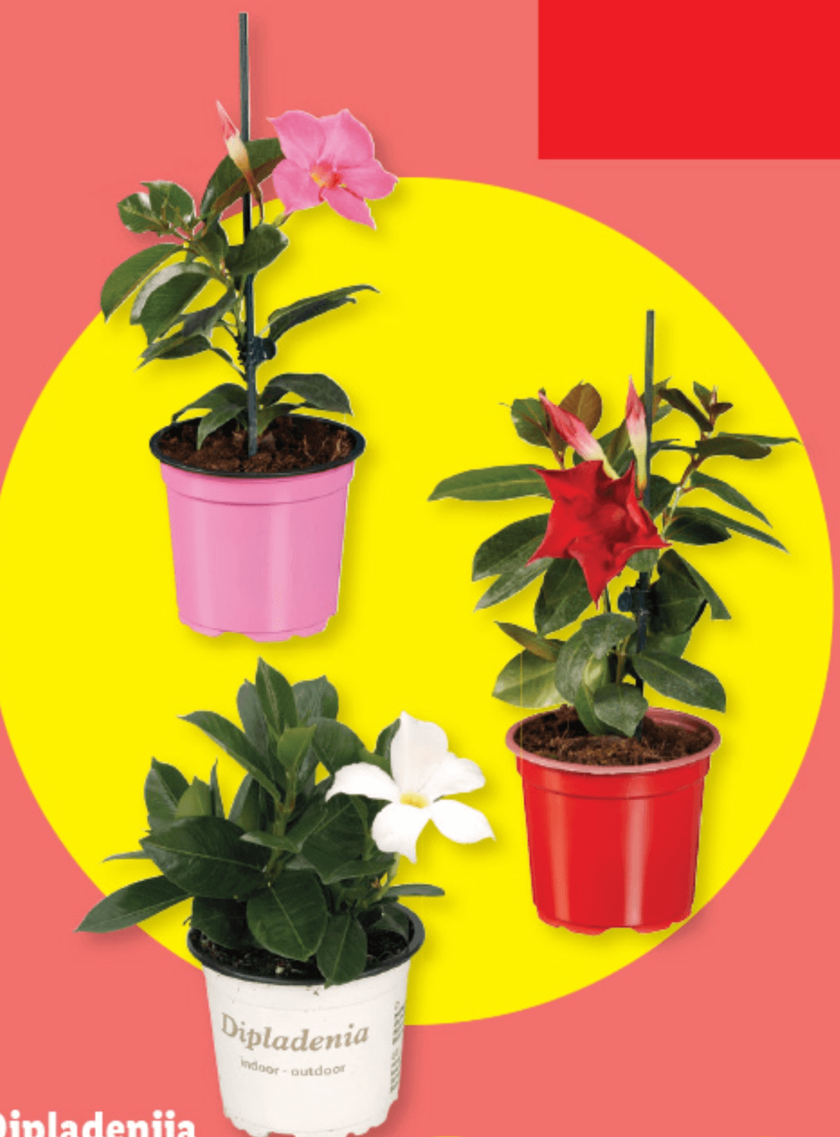 Dipladenija - Akcija v trgovini Lidl